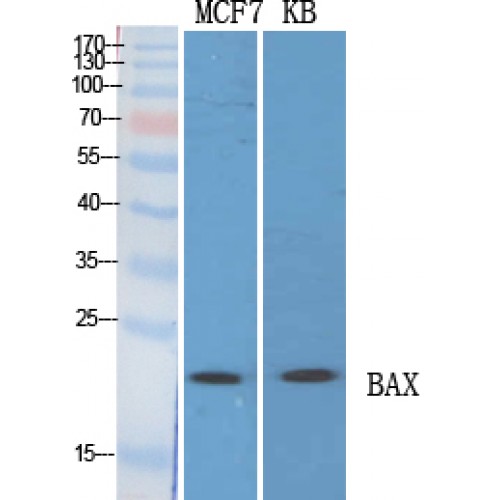 BAX Antibody - Western blot of Bax antibody