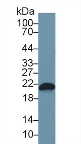 BAX Antibody - Western Blot; Sample: Mouse RAW264.7 cell lysate; Primary Ab: 1µg/ml Rabbit Anti-Mouse Bax Antibody Second Ab: 0.2µg/mL HRP-Linked Caprine Anti-Rabbit IgG Polyclonal Antibody