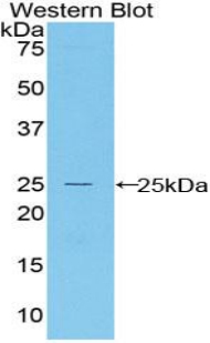 BAX Antibody - Western blot of recombinant BAX.  This image was taken for the unconjugated form of this product. Other forms have not been tested.
