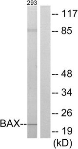 BAX Antibody - Western blot analysis of lysates from 293 cells, using BAX Antibody. The lane on the right is blocked with the synthesized peptide.