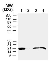 BAX Antibody - Western blot of Bax in mouse using Polyclonal Antibody to Bax at 1:2000. 1. In vitro translated mouse Bax. 2. Normal cortex. 3. Ischemic hippocampus. 4. Ischemic hippocampus. Ischemic samples were prepared 6 hr post middle cerebral artery occlusion. The results show the Bax expression increased following ischemia.