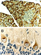 BAX Antibody - Formalin-fixed, paraffin-embedded mouse tissue sections stained for Bax using Polyclonal Antibody to Bax at 1:2000. A. Pancreas. B. Brain showing expression of Bax in the Purkinje cells.