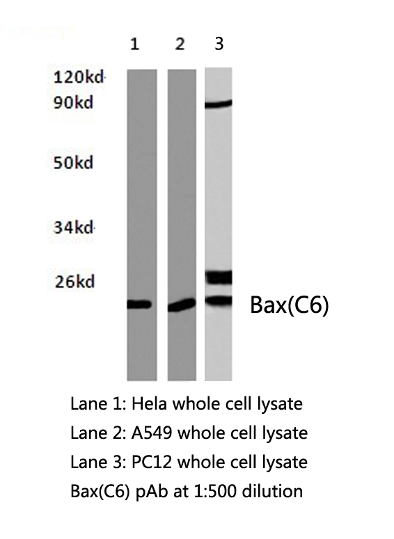 BAX Antibody - Western blot of Bax (C62) pAb in extracts from HeLa , A549 and PC12 cells.