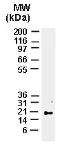 BAX Antibody - Western blot of full-length recombinant mouse Bax using Polyclonal Antibody to Bax at 1:2000.