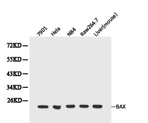BAX Antibody - Western blot of Bax pAb in extracts from 7901, Hela, NB4, Raw264.7 cells and mouse liver tissue.