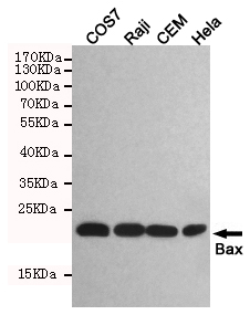 BAX Antibody - Western blot detection of Bax in COS7, Raji, CEM and HeLa cell lysates using Bax mouse monoclonal antibody (1:1000 dilution). Predicted band size: 20KDa. Observed band size:20KDa.