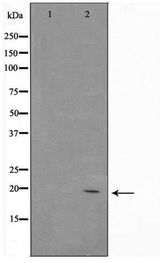 BAX Antibody - Western blot of HepG2 cell lysate using Bax Antibody