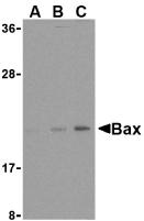 BAX Antibody - Western blot analysis of Bax in HL-60 cell lysates with Bax antibody at (A) 1, (B) 2, and (C) 4 µg/ml.