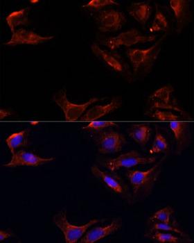 BAX Antibody - Immunofluorescence analysis of U2OS cells using BAX antibody at dilution of 1:100. Blue: DAPI for nuclear staining.