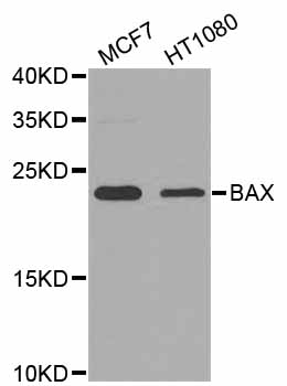 BAX Antibody - Western blot analysis of extracts of various cell lines, using BAX antibody at 1:1000 dilution. The secondary antibody used was an HRP Goat Anti-Rabbit IgG (H+L) at 1:10000 dilution. Lysates were loaded 25ug per lane and 3% nonfat dry milk in TBST was used for blocking. An ECL Kit was used for detection and the exposure time was 60s.