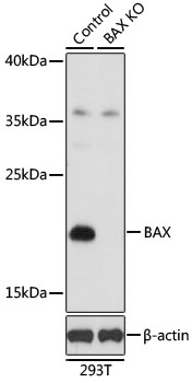 BAX Antibody - Western blot analysis of extracts from normal (control) and BAX knockout (KO) 293T cells, using BAX antibody at 1:1000 dilution. The secondary antibody used was an HRP Goat Anti-Rabbit IgG (H+L) at 1:10000 dilution. Lysates were loaded 25ug per lane and 3% nonfat dry milk in TBST was used for blocking. An ECL Kit was used for detection and the exposure time was 5s.