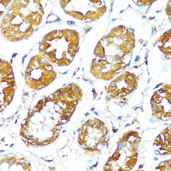 BAX Antibody - Immunohistochemistry of paraffin-embedded human stomach using BAX antibody at dilution of 1:100 (40x lens).