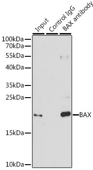 BAX Antibody - Immunoprecipitation analysis of 200ug extracts of 293T cells, using 3 ug BAX antibody. Western blot was performed from the immunoprecipitate using BAX antibody at a dilition of 1:1000.