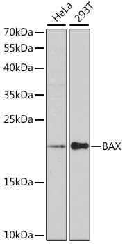 BAX Antibody - Western blot analysis of extracts of various cell lines, using BAX antibody at 1:1000 dilution. The secondary antibody used was an HRP Goat Anti-Rabbit IgG (H+L) at 1:10000 dilution. Lysates were loaded 25ug per lane and 3% nonfat dry milk in TBST was used for blocking. An ECL Kit was used for detection and the exposure time was 90s.