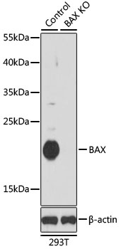 BAX Antibody - Western blot analysis of extracts from normal (control) and BAX knockout (KO) 293T cells, using BAX antibody at 1:1000 dilution. The secondary antibody used was an HRP Goat Anti-Rabbit IgG (H+L) at 1:10000 dilution. Lysates were loaded 25ug per lane and 3% nonfat dry milk in TBST was used for blocking. An ECL Kit was used for detection and the exposure time was 90s.