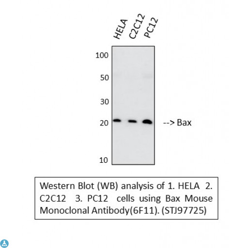 BAX Antibody - Western blot (WB) analysis of Bax Mouse monoclonal antibody(6F11).