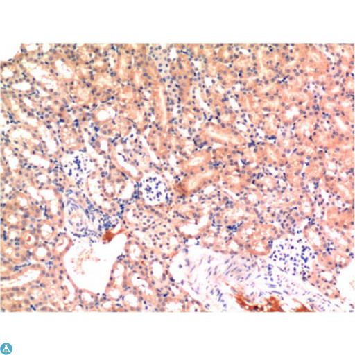 BAX Antibody - Immunohistochemistry (IHC) analysis of paraffin-embedded Rat Testis Tissue using Bax Mouse monoclonal antibody diluted at 1:200.