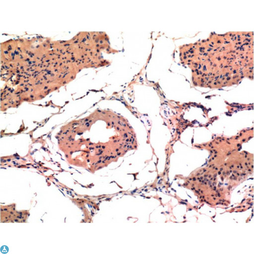 BAX Antibody - Immunohistochemistry (IHC) analysis of paraffin-embedded Mouse Kidney Tissue using Bax Mouse monoclonal antibody diluted at 1:200.