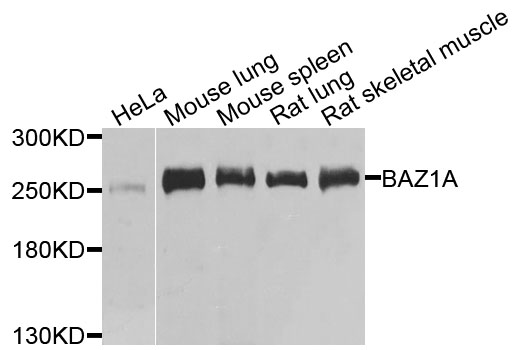 BAZ1A / ACF1 Antibody - Western blot analysis of extracts of various cells.