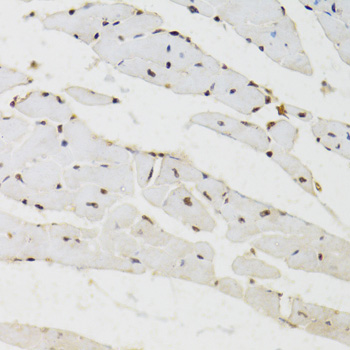 BAZ1B / WSTF Antibody - Immunohistochemistry of paraffin-embedded mouse heart tissue.