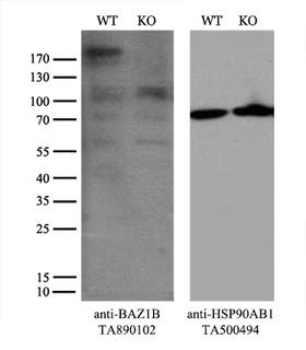 BAZ1B / WSTF Antibody - Equivalent amounts of cell lysates  and BAZ1B-Knockout Hela cells  were separated by SDS-PAGE and immunoblotted with anti-BAZ1B monoclonal antibody(1:500). Then the blotted membrane was stripped and reprobed with anti-HSP90AB1 antibody  as a loading control.