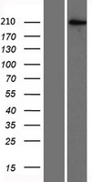 BAZ2A / TIP5 Protein - Western validation with an anti-DDK antibody * L: Control HEK293 lysate R: Over-expression lysate