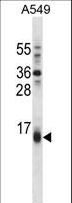 BBC3 / PUMA Antibody - BBC3 Antibody western blot of A549 cell line lysates (35 ug/lane). The BBC3 antibody detected the BBC3 protein (arrow).