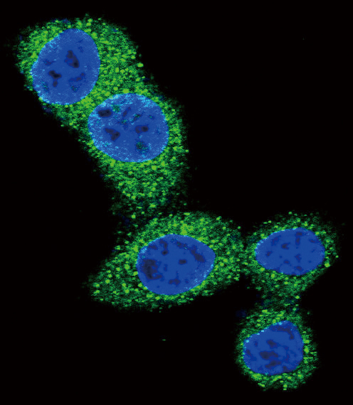 BBC3 / PUMA Antibody - Confocal immunofluorescence of Puma BH3 Domain Antibody with HeLa cell followed by Alexa Fluor 488-conjugated goat anti-rabbit lgG (green). DAPI was used to stain the cell nuclear (blue).