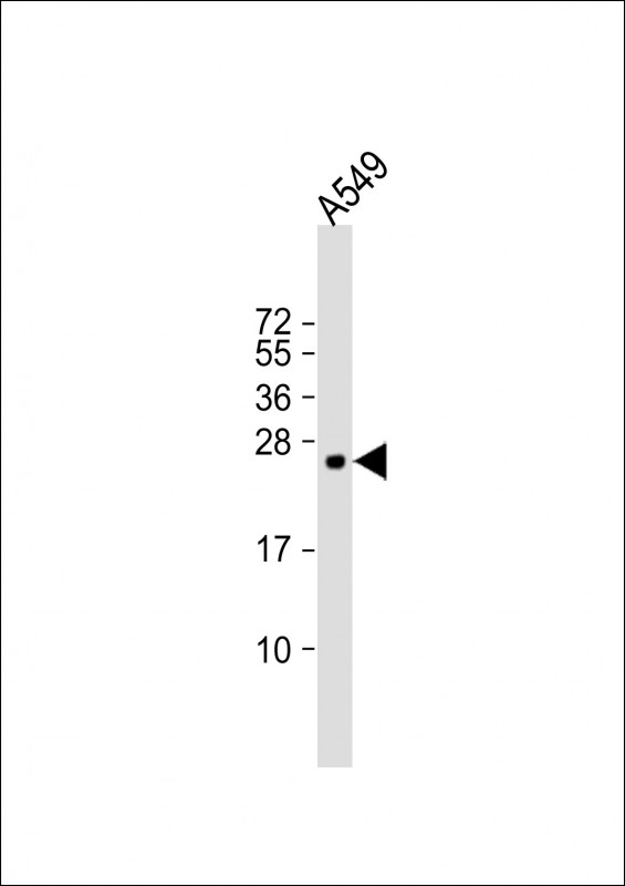 BBC3 / PUMA Antibody - Anti-BBC3 Antibody (C-Term) at 1:2000 dilution + A549 whole cell lysate Lysates/proteins at 20 ug per lane. Secondary Goat Anti-Rabbit IgG, (H+L), Peroxidase conjugated at 1:10000 dilution. Predicted band size: 26 kDa. Blocking/Dilution buffer: 5% NFDM/TBST.