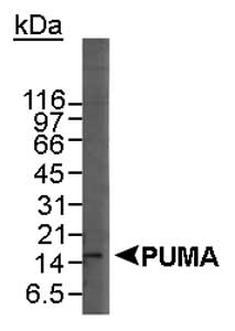 BBC3 / PUMA Antibody - Detection of the beta isoform of PUMA in HL-60 whole cell lysate using PUMA antibody(4 ug/ml). ECL detection at a 30 minute exposure.  This image was taken for the unconjugated form of this product. Other forms have not been tested.