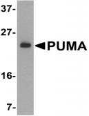BBC3 / PUMA Antibody - Western blot analysis of PUMA in K562 cell lysate with PUMA antibody at 2µg /ml.
