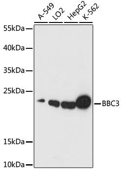 BBC3 / PUMA Antibody - Western blot analysis of extracts of various cell lines using BBC3 Polyclonal Antibody at dilution of 1:1000.