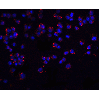 BBC3 / PUMA Antibody - Immunofluorescence of PUMA in K562 cells with PUMA antibody at 20 µg/ml.Red: PUMA Antibody  Blue: DAPI staining