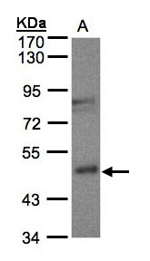 BBOX1 / BBOX Antibody - Sample (30 ug of whole cell lysate). A: MOLT4. 7.5% SDS PAGE. BBOX1 antibody diluted at 1:500