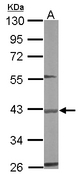 BBOX1 / BBOX Antibody - Sample (50 ug of whole cell lysate). A: mouse liver. 10% SDS PAGE. BBOX1 antibody diluted at 1:500.