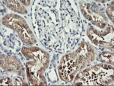 BBOX1 / BBOX Antibody - IHC of paraffin-embedded Human Kidney tissue using anti-BBOX1 mouse monoclonal antibody.