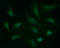 BBOX1 / BBOX Antibody - Immunofluorescent staining of HeLa cells using anti-BBOX1 mouse monoclonal antibody.
