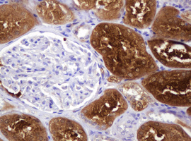 BBOX1 / BBOX Antibody - IHC of paraffin-embedded Human Kidney tissue using anti-BBOX1 mouse monoclonal antibody. (Heat-induced epitope retrieval by 10mM citric buffer, pH6.0, 120°C for 3min).