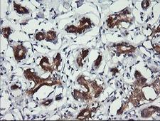 BBOX1 / BBOX Antibody - IHC of paraffin-embedded Human breast tissue using anti-BBOX1 mouse monoclonal antibody.