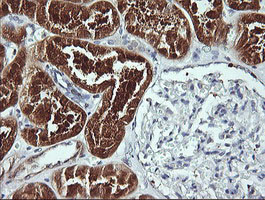 BBOX1 / BBOX Antibody - IHC of paraffin-embedded Human Kidney tissue using anti-BBOX1 mouse monoclonal antibody.