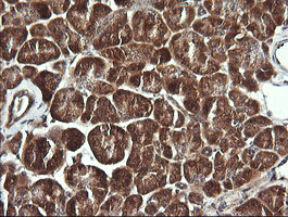 BBOX1 / BBOX Antibody - IHC of paraffin-embedded Human pancreas tissue using anti-BBOX1 mouse monoclonal antibody. (Heat-induced epitope retrieval by 10mM citric buffer, pH6.0, 120°C for 3min).