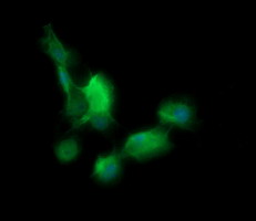 BBOX1 / BBOX Antibody - Anti-BBOX1 mouse monoclonal antibody immunofluorescent staining of COS7 cells transiently transfected by pCMV6-ENTRY BBOX1.