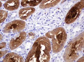 BBOX1 / BBOX Antibody - IHC of paraffin-embedded Human Kidney tissue using anti-BBOX1 mouse monoclonal antibody. (Heat-induced epitope retrieval by 10mM citric buffer, pH6.0, 120°C for 3min).