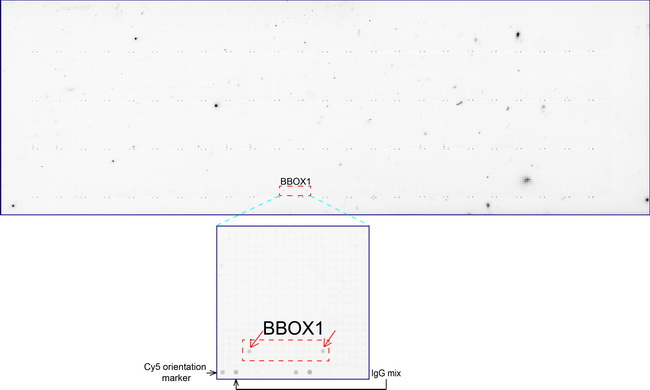 BBOX1 / BBOX Antibody - OriGene overexpression protein microarray chip was immunostained with UltraMAB anti-BBOX1 mouse monoclonal antibody. The positive reactive proteins are highlighted with two red arrows in the enlarged subarray. All the positive controls spotted in this subarray are also labeled for clarification.