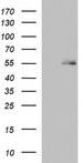 BBS4 Antibody - HEK293T cells were transfected with the pCMV6-ENTRY control. (Left lane) or pCMV6-ENTRY BBS4. (Right lane) cDNA for 48 hrs and lysed. Equivalent amounts of cell lysates. (5 ug per lane) were separated by SDS-PAGE and immunoblotted with anti-BBS4.