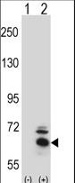 BBS4 Antibody - Western blot of BBS4 (arrow) using rabbit polyclonal BBS4 Antibody. 293 cell lysates (2 ug/lane) either nontransfected (Lane 1) or transiently transfected (Lane 2) with the BBS4 gene.