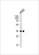 BBS5 Antibody - Western blot of lysate from K562 cell line with BBS5 Antibody. Antibody was diluted at 1:1000. A goat anti-rabbit IgG H&L (HRP) at 1:5000 dilution was used as the secondary antibody. Lysate at 35 ug.
