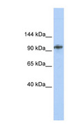 BBX Antibody - BBX / HBP2 antibody Western blot of MCF7 cell lysate. This image was taken for the unconjugated form of this product. Other forms have not been tested.