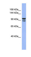 BBX Antibody - BBX / HBP2 antibody Western blot of COLO205 cell lysate. This image was taken for the unconjugated form of this product. Other forms have not been tested.