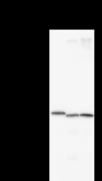 BBX Antibody - Detection of BBX by Western blot. Samples: Whole cell lysate from human HeLa (H, 50 ug) , mouse NIH3T3 (M, 50 ug) and rat F2408 (R, 50 ug) cells. Predicted molecular weight: 101 kDa